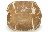 Colorful Fossil Tortoise (Stylemys) - South Dakota #235561-4
